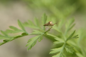 insect on green leaf close up