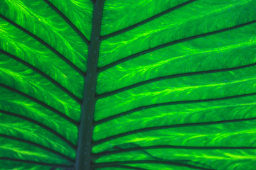 Closeup background of sunlight coming through green leaf. Rich texture, good for phone or desktop wallpapers. Calm natural mood