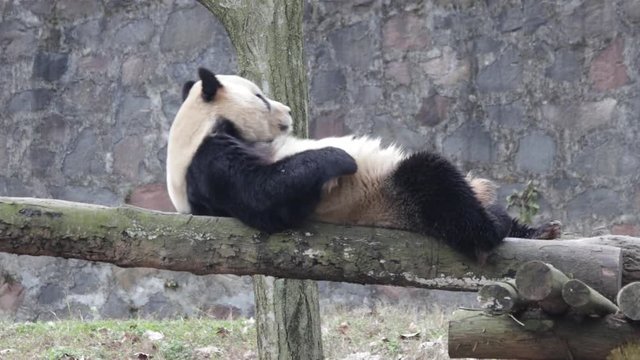 Funnt Panda is feeling Itchy, he rubs his Back on the Wood Beam, china