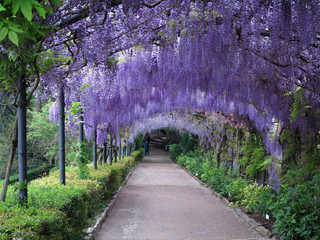 Beautiful purple wisteria in bloom. blooming wisteria tunnel in a garden near Piazzale Michelangelo in Florence, Italy.