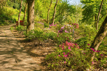 A park in the north eastern Friuli Venezia Giulia region of Italy in spring with lots of azaleas in flower