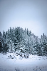 Fototapeta na wymiar Winter snow trees