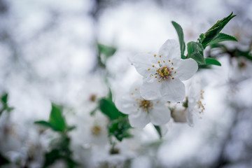 white flowers of cherry tree in spring