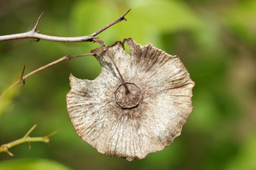 Paliurus spina-christi berries