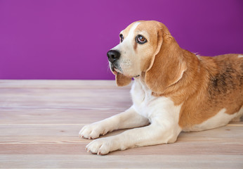 Cute funny dog lying on table