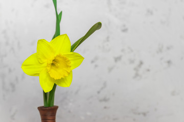 Yellow bloooming narcissus in clay vase on concrete wall background. Copy space