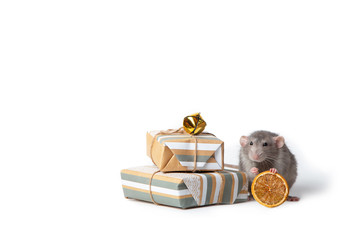  Charming pet. Decorative dumbo rat on a white isolated background. Nearby are gifts and dried orange. Year of the rat.