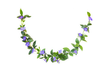 Elements for decoration of flowers and leaves of periwinkle. White isolated background. Place for your inscription.