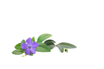 Periwinkle flower on a white isolated background. Close-up. Bright, beautiful flower.