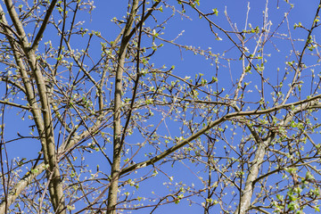 Spring apple tree branches against blue sky. First leaves.