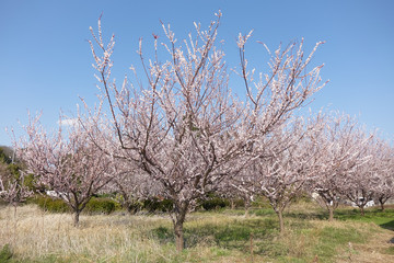 桜の木々