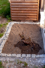 Neu angelegtes Rosenbeet mit Pflastereinfassung