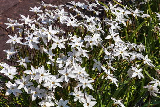 Allium moly 'Jeannine' a spring flowering plant