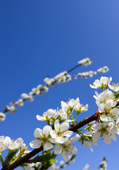 Beautiful white flowers of plum in spring against blue sky