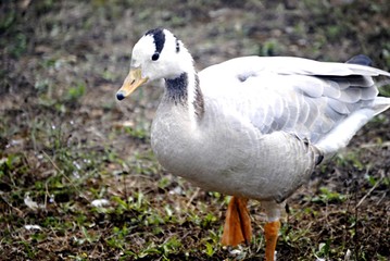 Canard