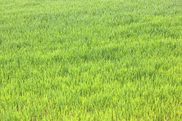 Natural green background with juicy spring green grass