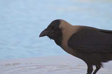 Close-up of a crow who comes to drink by the pool.