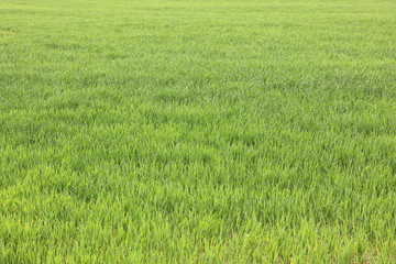 Natural green background with juicy spring green grass