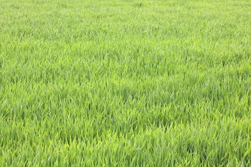 Natural green background with juicy spring green grass