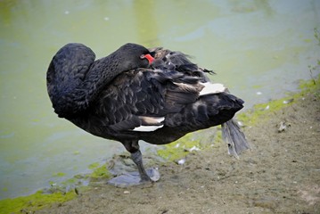 Fototapeta premium Cygne noir