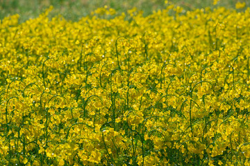 Obraz premium Rapeseed flowers background.