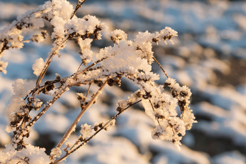 Strauch mit Schnee bedeckt im Sonnenlicht