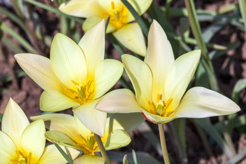 Fototapeta na wymiar Tulip clusiana 'Tinka' a spring flowering bulb plant