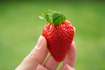 Hand holding a strawberry. Summer fresh berries.