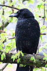 schwarze Krähe in grünem Baum