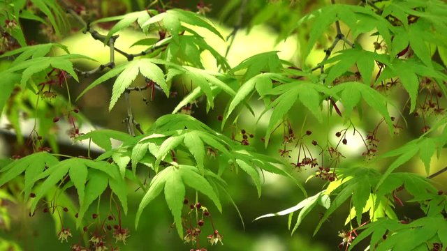 楓の新緑 / Green Japanese maple leaves waving in wind, kaede, 4K