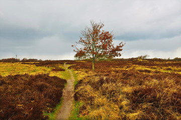 Fototapeta na wymiar einsamer Baum in Heidelandschaft und Gewitterwolken