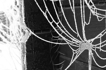 Spinnenweben im Winter mit Raureif überzogen