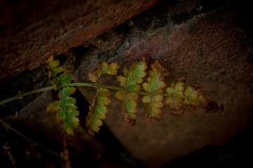 green, nature, plant, tree, forest, leaf, fern, light, garden, abstract, texture, grass, wood, moss, water, black, fresh, leaves, new, life, rock, night, stone, spring, pine