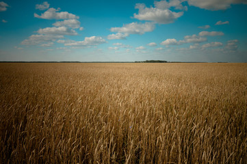 Fototapeta premium Wheat