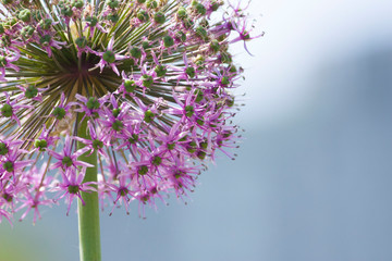 big purple dandelion flower
