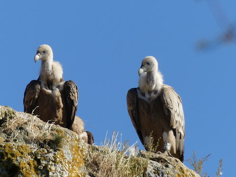 2 vautours perch&eacute;s au dessus des gorges du Tarn 