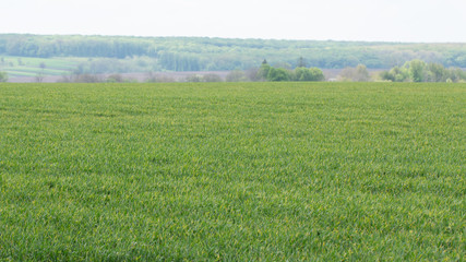 Young wheat seedlings growing in a field. Cloudy sky