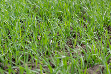 Young wheat seedlings growing in a field. Close up