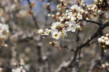 Flowering branch of Prunus spinosa or blackthorn or sloe.Prunus spinosa is a large deciduous shrub or small tree growing to 5 metres  tall, with blackish bark and dense, stiff, spiny branches.