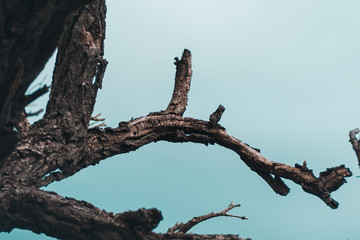Dead tree on blue sky background, Dead branches of a tree.Dry tree branch.Part of single old and dead tree on blue sky background.