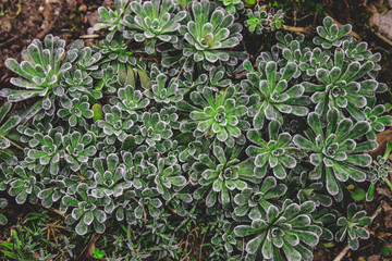 Succulent, Close up portrait of beautiful flowers in botanical garden.