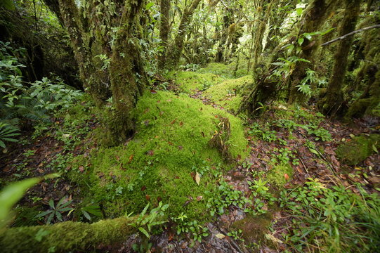 tree trunks and the ground covered with green moss in forest