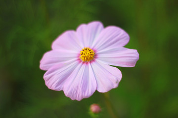Closeup, Sweet pink cosmos flowers are blooming in the outdoor garden with blurred natural background, So beautiful.