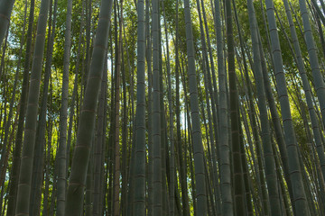 Raw backgrounds of bamboo stems in the Arashiyama Bamboo Grove in Kyoto