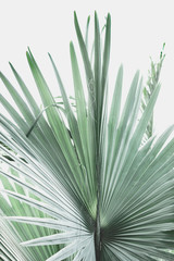 large big palm leaves on white background