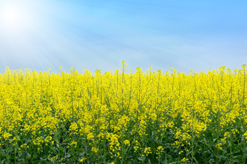 Raps Field Landscape under blue Sky.