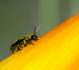 A small beetle insect covered with yellow pollen is resting on a petal of a yellow flower. 