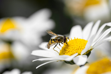 A yellow bee getting nectar from white English daisy flower. Macro shot and close up. 