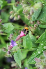 Bee pollinate a flower