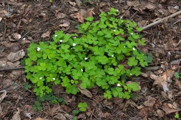 Wood Sorrel growing in the forest in spring time.
